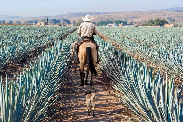 Tequila 101: Your Complete Guide to This Classic Mexican Drink